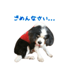 キャバリアのマロ（個別スタンプ：14）