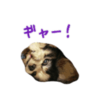 キャバリアのマロ（個別スタンプ：20）