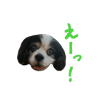 キャバリアのマロ（個別スタンプ：22）