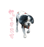 キャバリアのマロ（個別スタンプ：24）