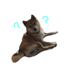 柴犬  はる（個別スタンプ：1）