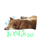 柴犬  はる（個別スタンプ：2）