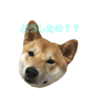 柴犬  はる（個別スタンプ：3）