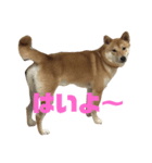 柴犬  はる（個別スタンプ：4）