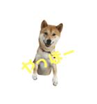 柴犬  はる（個別スタンプ：5）