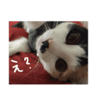 KIKI  ^._.^  2（個別スタンプ：2）
