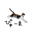 KIKI  ^._.^  2（個別スタンプ：4）