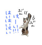 KIKI  ^._.^  2（個別スタンプ：7）