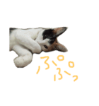 KIKI  ^._.^  2（個別スタンプ：8）
