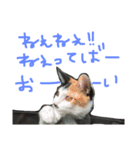 KIKI  ^._.^  2（個別スタンプ：9）