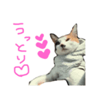 KIKI  ^._.^  2（個別スタンプ：10）