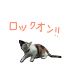 KIKI  ^._.^  2（個別スタンプ：11）