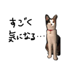 KIKI  ^._.^  2（個別スタンプ：16）