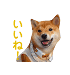 柴犬きなこ★まったり日常（個別スタンプ：1）