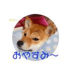 柴犬きなこ★まったり日常（個別スタンプ：2）