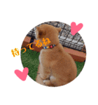 柴犬きなこ★まったり日常（個別スタンプ：3）