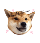 柴犬きなこ★まったり日常（個別スタンプ：4）