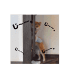 柴犬きなこ★まったり日常（個別スタンプ：5）