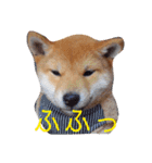 柴犬きなこ★まったり日常（個別スタンプ：7）
