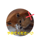 柴犬きなこ★まったり日常（個別スタンプ：8）