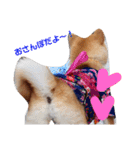 柴犬きなこ★まったり日常（個別スタンプ：9）