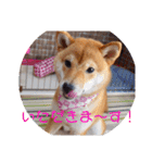柴犬きなこ★まったり日常（個別スタンプ：10）