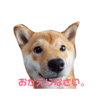 柴犬きなこ★まったり日常（個別スタンプ：12）