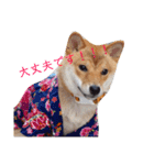 柴犬きなこ★まったり日常（個別スタンプ：13）