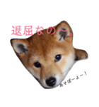 柴犬きなこ★まったり日常（個別スタンプ：14）