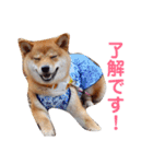 柴犬きなこ★まったり日常（個別スタンプ：16）