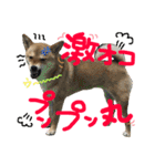 るな and スコッチ  いつでも一緒（個別スタンプ：9）