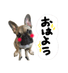 るな and スコッチ  いつでも一緒（個別スタンプ：11）