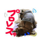 るな and スコッチ  いつでも一緒（個別スタンプ：24）