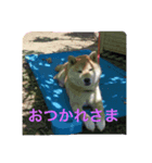 ウチのコタさん（個別スタンプ：1）