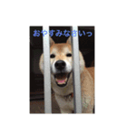 ウチのコタさん（個別スタンプ：2）