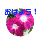 夏の花のあいさつ 日本語版（個別スタンプ：1）