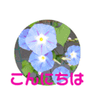 夏の花のあいさつ 日本語版（個別スタンプ：4）