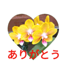 夏の花のあいさつ 日本語版（個別スタンプ：6）