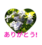 夏の花のあいさつ 日本語版（個別スタンプ：7）