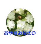 夏の花のあいさつ 日本語版（個別スタンプ：11）