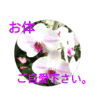 夏の花のあいさつ 日本語版（個別スタンプ：13）