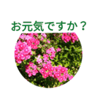 夏の花のあいさつ 日本語版（個別スタンプ：15）