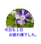夏の花のあいさつ 日本語版（個別スタンプ：16）