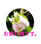 夏の花のあいさつ 日本語版（個別スタンプ：18）