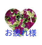 夏の花のあいさつ 日本語版（個別スタンプ：19）