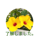 夏の花のあいさつ 日本語版（個別スタンプ：23）