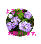 夏の花のあいさつ 日本語版（個別スタンプ：24）