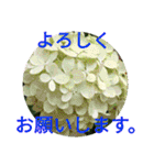 夏の花のあいさつ 日本語版（個別スタンプ：25）