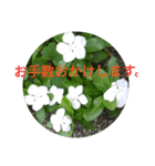 夏の花のあいさつ 日本語版（個別スタンプ：26）
