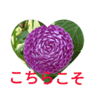 夏の花のあいさつ 日本語版（個別スタンプ：28）